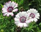 osteospermum eklonis Unicorn