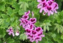 Pelargonium Graveolens