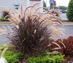 Pennisetum advena Rubrum -  PURPLE FOUNTAIN GRASS