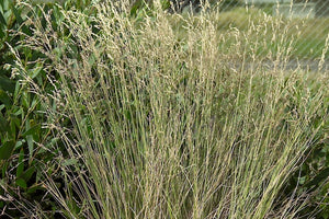 Poa poiformis 'Coast Tussock Grass'