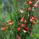 Prostanthera Aspalathoides Red