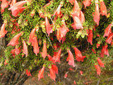 Prostanthera Aspalathoides Red