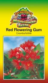 Red Flowering Gum - Corymbia ficifolia seeds