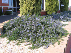 Rosmarinus Officinalis “Blue Logoon