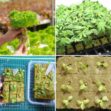 Stonewool Hydroponic Grow Media Cubes Plant Cube Soilless Substrate Seeded Planting Spong Plug Seedling Block Garden Tools