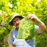 10/50pcs Fruit Protection Bags