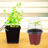 10 Seedling Pot with Covers