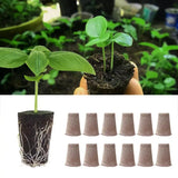 12Pcs Seed Pod Sponges