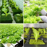 500/50Pcs Planting Sponge Rock Cotton Starter Plugs Hydroponic Grow Media Cube Plant Propagation Grow Cubes Home Garden Supplies