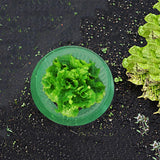 5/10Pcs Snail Protection Rings Vegetable Green Planter Flower Pot Pest Control Trapper Repel Snails For vegetable garden limaces