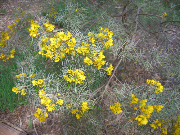 Senna Artemisioides