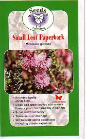 Small Leaf Paperbark - Melaleuca gibbosa seeds