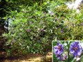 Solanum Laciniatum