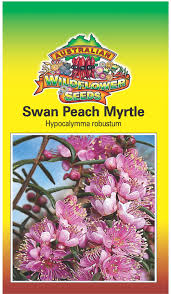 Swan Peach Myrtle - Hypocalymma robustum seeds