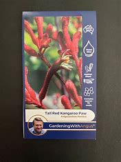 Angus seeds Tall Red Kangaroo Paw seeds