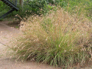 Themeda triandra syn. Themeda australis