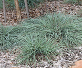 Themeda triandra syn. Themeda australis