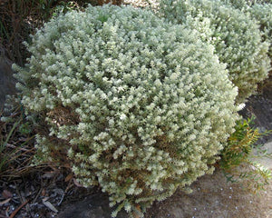 Westringia fruticosa Smokey