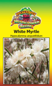 Hypocalymma Augustifolium White myrtle seeds