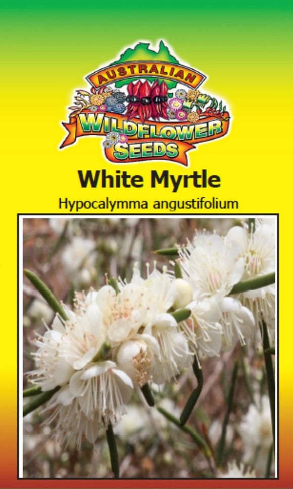 Hypocalymma Augustifolium White myrtle seeds