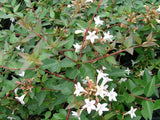 abelia-x-grandiflora-nana