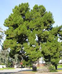 Pinus halepensis