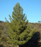 Pinus Halepensis Aleppo pine