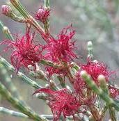 Indigenous Allocasuarina Muellarina