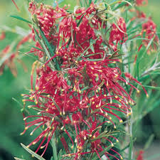 Grevillea allyn glory