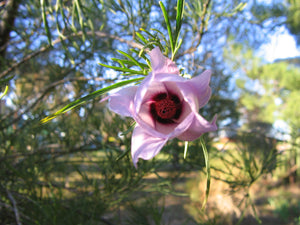 Alyogyne hakeifolia