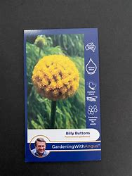 Angus seeds Billy buttons seeds