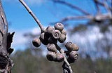 Eucalyptus arenacea