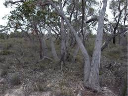 Eucalyptus arenacea