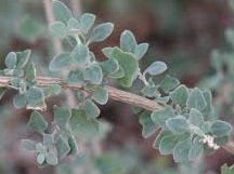 Atriplex amnicola