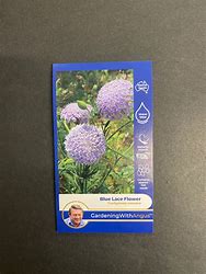 Angus seeds Blue lace flower seeds