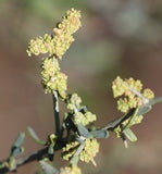 Chenopodium nitrariaceum