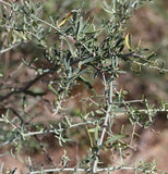 Chenopodium nitrariaceum