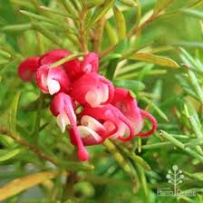 Grevillea cherry ripe