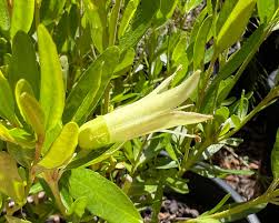 Correa glabra Barossa Gold