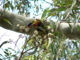 Corymbia Maculata