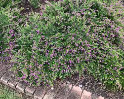 Cuphea hyssopifolia - robs mauve