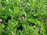 Cuphea hyssopifolia - robs mauve