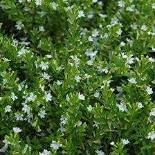 Cuphea hyssopifolia white