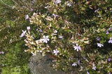 Cuphea hyssopifolia white