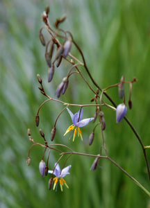 Dianella longifolia