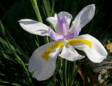 Dietes grandiflora  - Non Native