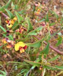 Dodonaea boroniifolia