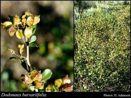 Dodonaea bursarifolia