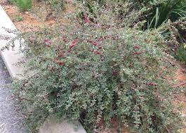 Eremophila maculata ssp. brevifolia