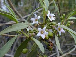 Myoporum monaro marvel